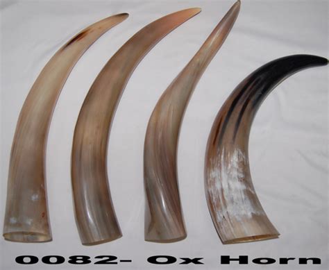 Ox Horns in Moradabad, Uttar Pradesh, India - HORN OVERSEAS