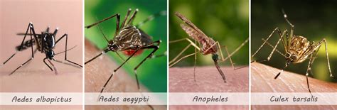 Mosquito species – Biogents AG