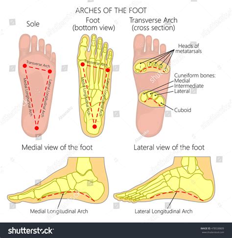 Arches Of The Foot Diagram