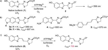 Bioluminescence of luciferin (1) catalyzed by luciferase. b) Structures ...