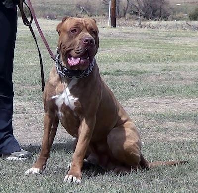 American Bandogge Mastiff ( Bulldog Mastiff Cross) Info, Temperament ...