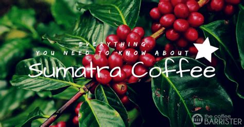 Everything You Need To Know About Sumatra Coffee – The Coffee Barrister