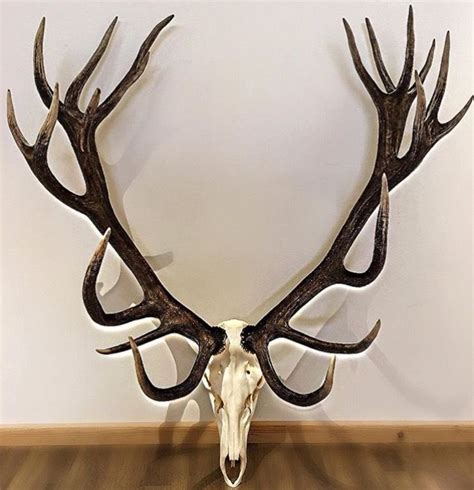 Red stag antlers / skull taken in Scotland. | Stag animal, Stag antlers ...