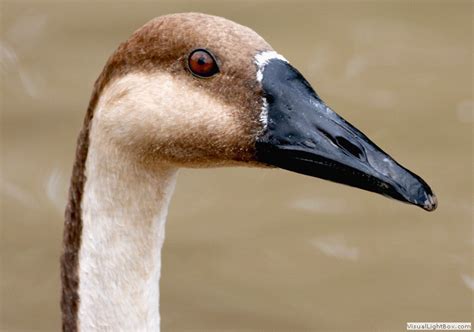 Identify Swan Goose - Wildfowl Photography.