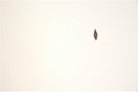 Worms In Small Home