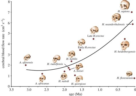 Researchers Say Blood-Thirsty Brains Key To Evolution Of Human Intelligence