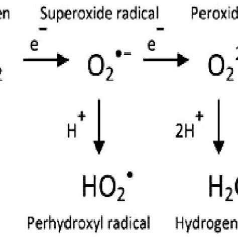 Sites of superoxide radical formation in mitochondrial electron ...