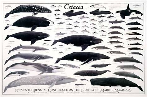 order Cetacea - dolphins and whales | mammals | Pinterest | I want ...