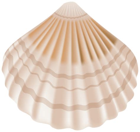 Seashell PNG transparent image download, size: 500x472px