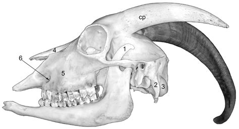 Goat Mouth Anatomy