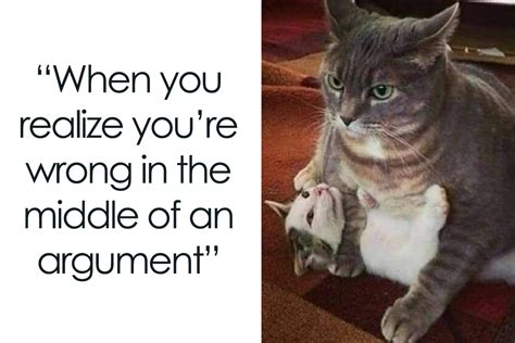 ‘Cats On Catnip’: 50 Funny And Relatable Cat Memes We Loved A Lot ...