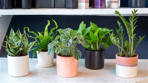 Indoor houseplants you can't kill (unless you try really, really hard ...