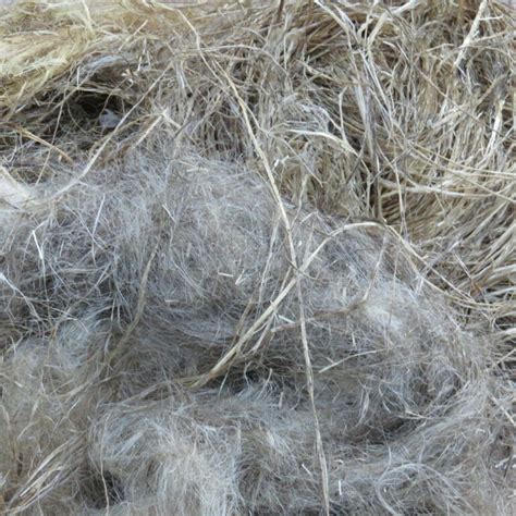 Fibershed Features – Chico Flax — Flax and Linen for Northern California