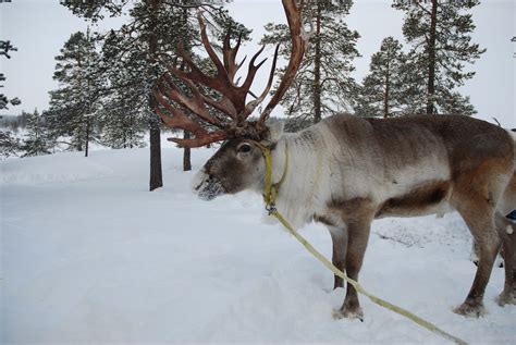 Free reindeer in snow Stock Photo - FreeImages.com