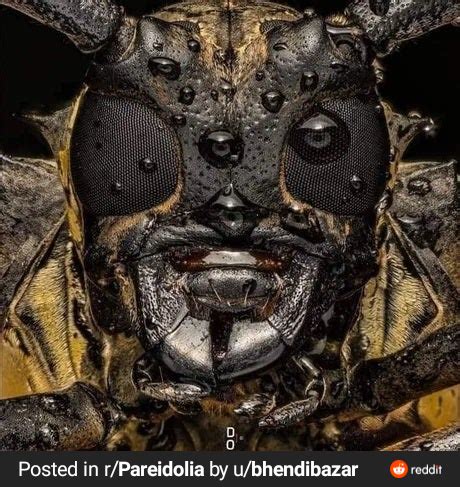 A close up of a bee's face : r/oddlyterrifying