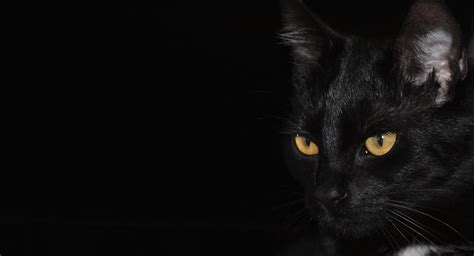 ¿Te gustan los gatos negros? 10 curiosidades sobre estos felinos que te ...