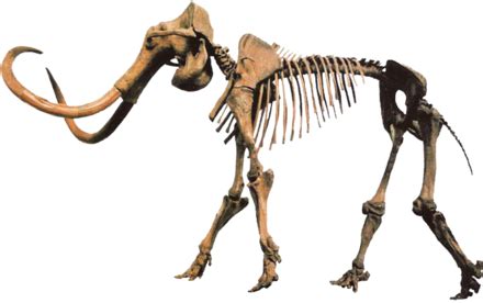 Mammoth - Wikipedia