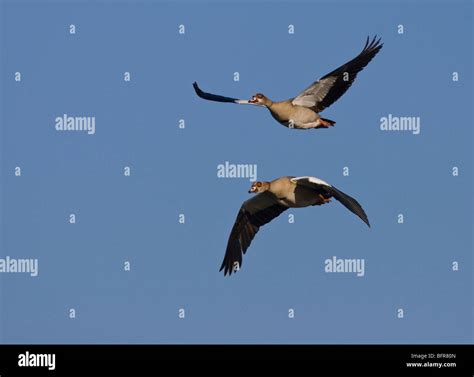 Egyptian goose flying Stock Photo - Alamy