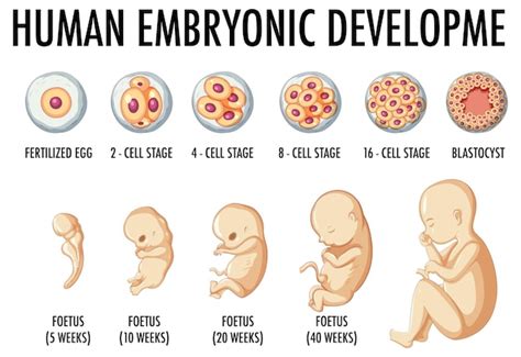 Free Vector | Human embryonic development in human infographic