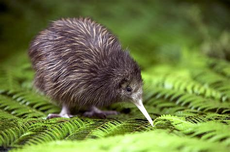 Kiwi | Animal Wildlife