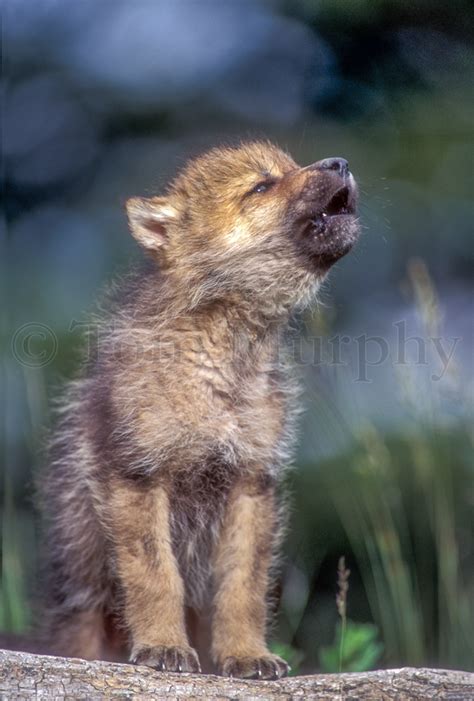 Baby Arctic Wolf Howling