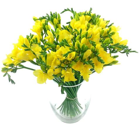 Splendour Yellow Freesia Bouquet | Bluepath