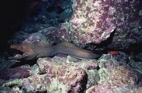 Gulper Eel Facts | Anatomy, Diet, Habitat, Behavior - Animals Time