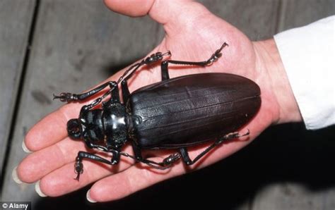 World's biggest beetle grows up to seven inches long and can snap a ...