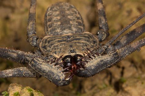 Amblypygids | Subjects | Nature Closeups