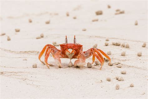 Galapagos ghost crab - Galapagos Conservation Trust