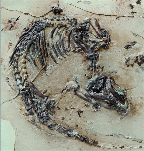 125-million-year-old mammal fossil reveals the early evolution of hair ...