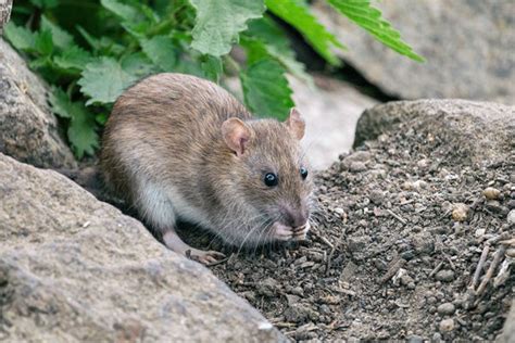 5 Things That Are Attracting Rodents To Your Property