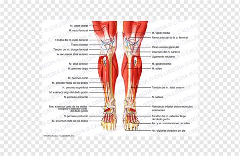 Kaki Paha Otot Kaki Manusia, Kudeta De Pied Latxe9ral, lain-lain, kaki ...