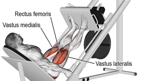 Leg Press Machine Muscles Worked