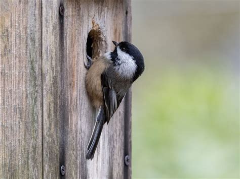 Black-capped Chickadee Nesting (Complete Guide) | Birdfact