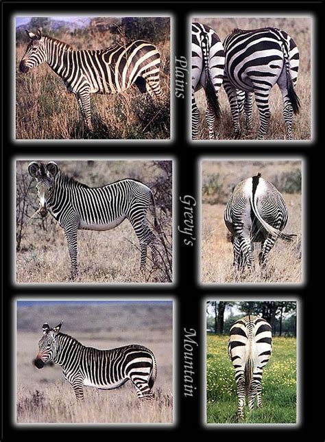 Three Zebra species, showing differences - from Phoenix Rising Jungle ...