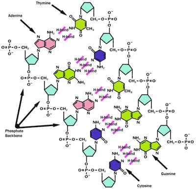 DNA e RNA - Só Biologia