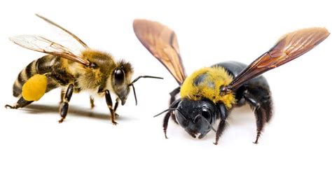 Honey Bee Vs. Carpenter Bee – What's The Difference? Bee Professor