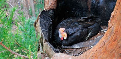 California Condor Facts - Pinnacles National Park (U.S. National Park ...