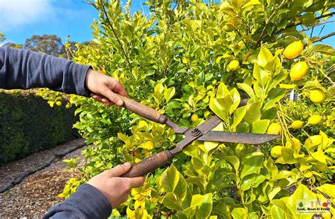 prune citrus in Melbourne with hedge trimmers fruit tree pruning - Leaf ...