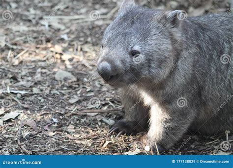 Wombat in Its Natural Habitat in the Forest Stock Image - Image of claw ...