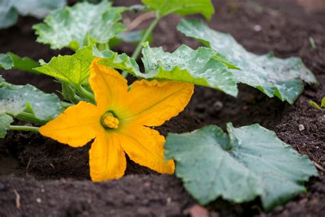 Female Zucchini Flowers » Much More Than Just a Girl