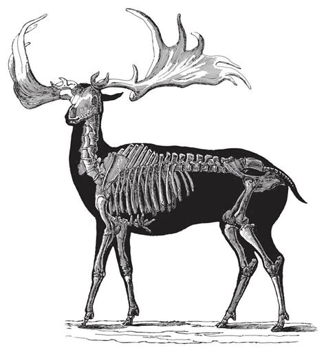 Irish Elk - Facts and Beyond | Biology Dictionary