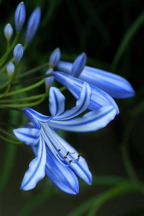 Blue Tiger Lily Flower