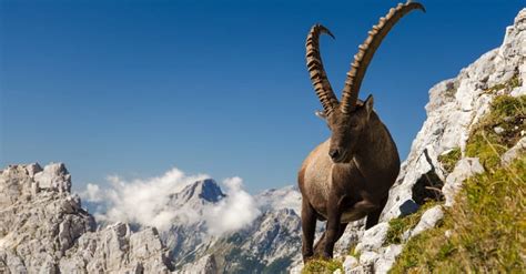 Ibex Animal Facts | AZ Animals