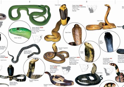 Snakes of Southern Africa - Poster: Dangerous Snakes and Common ...