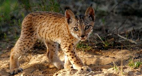 Future Efforts - Lynx Conservation