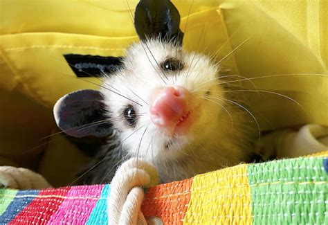 This pet possum is the dose of daily cuteness you need