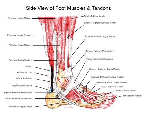 Building Better Athletes: Anatomy Lesson: The Foot and Ankle