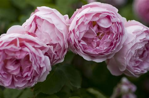 Lush English Roses for Your Garden